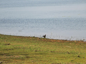Grey fishing eagle  at Tadoba lake.