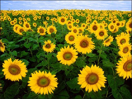 sun flowers