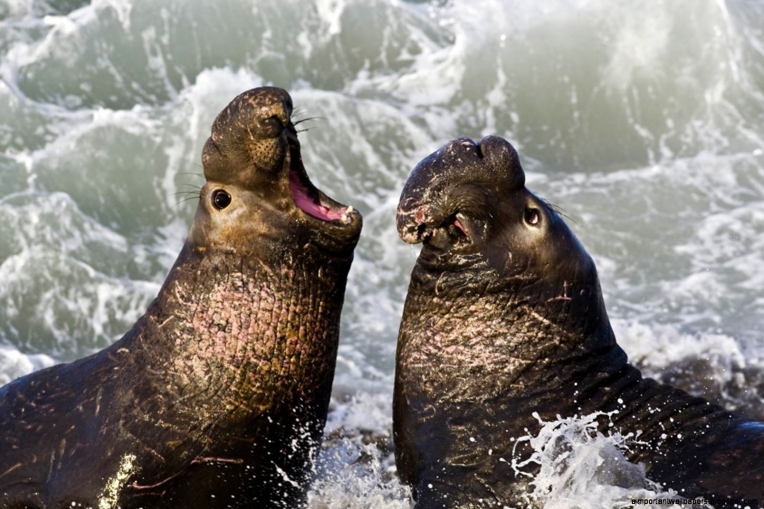 Free Elephant Seal Wallpaper download Animals Town Free Elephant Seal Wallpaper download Animals Town