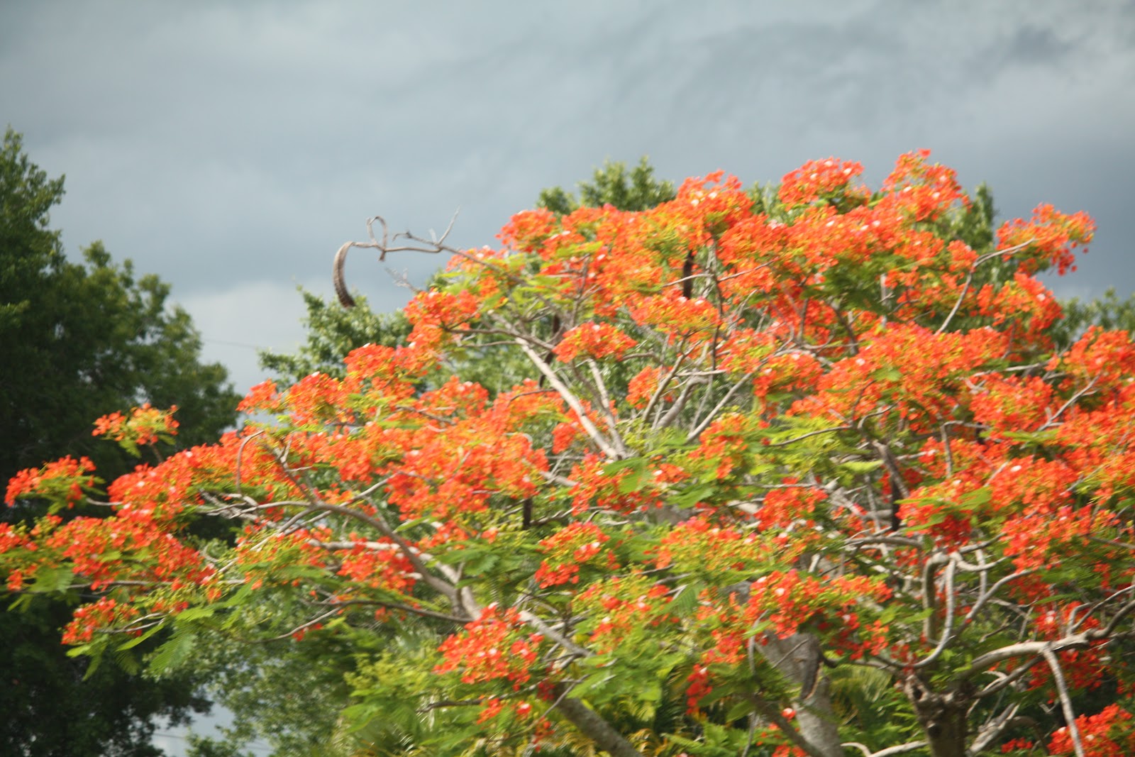 Red Jacaranda Tree