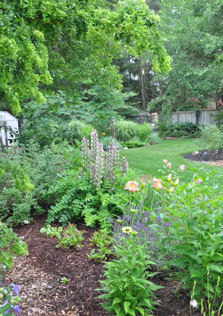 Future Plants By Randy Stewart Hydrangea