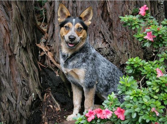 bentley blue heeler