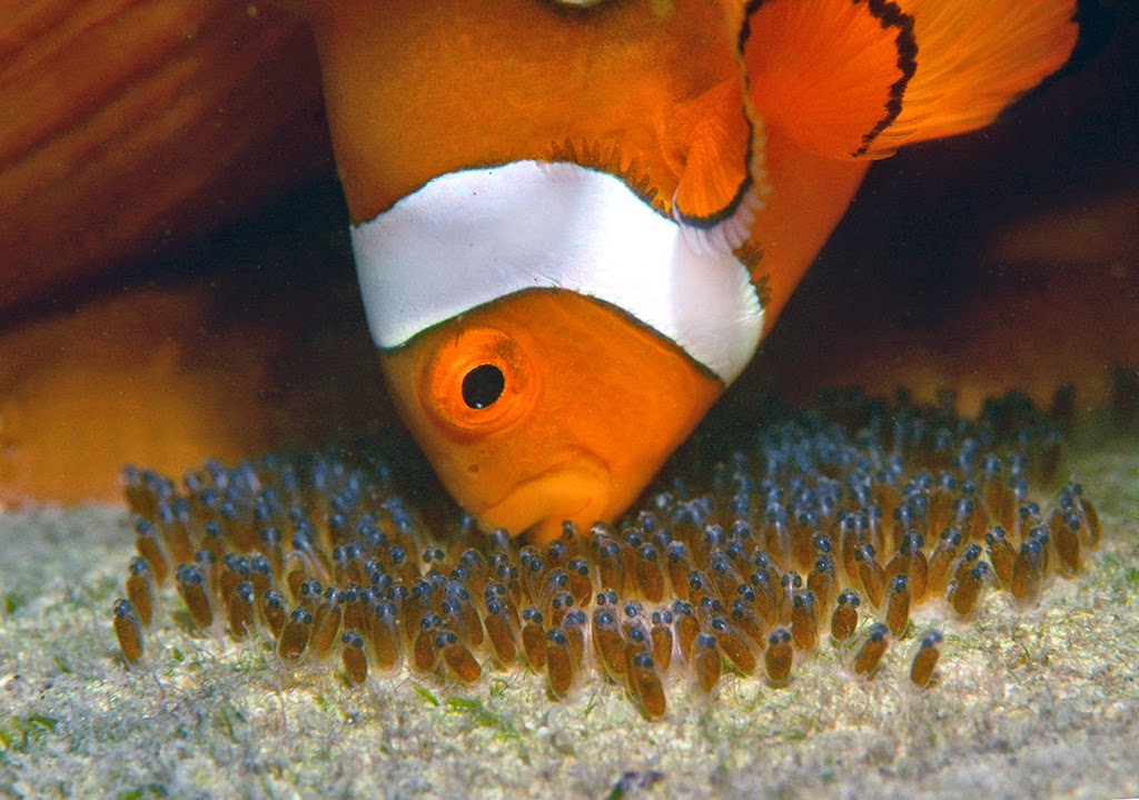 Daydream Island Resort and Spa November 2014