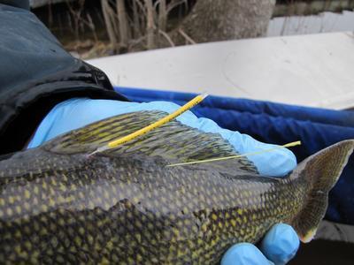 Wisconsin Fishing Reports: DNR to Place Sonic Tags in Winnebago