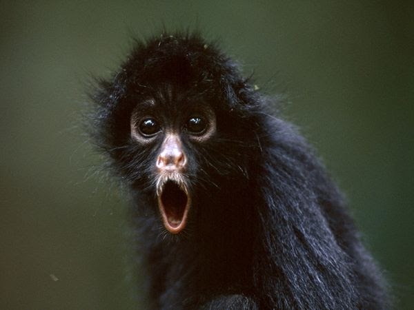 Spider Monkey | Animal Wildlife