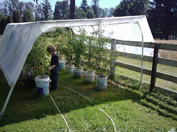 The Tomato House...