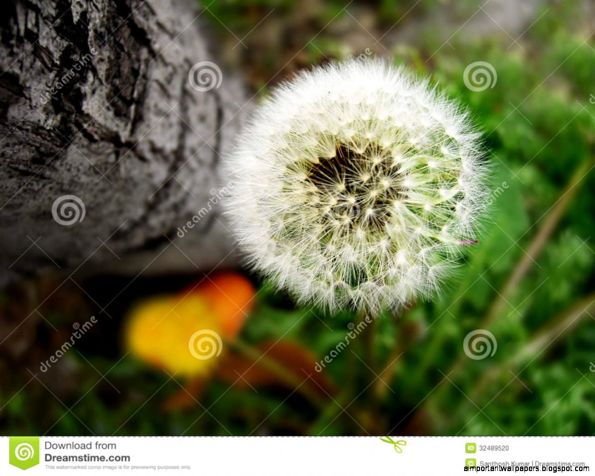 Beautiful Dandelion FlowerTaraxacum Officinale Macro Photo Stock Beautiful Dandelion FlowerTaraxacum Officinale Macro Photo Stock