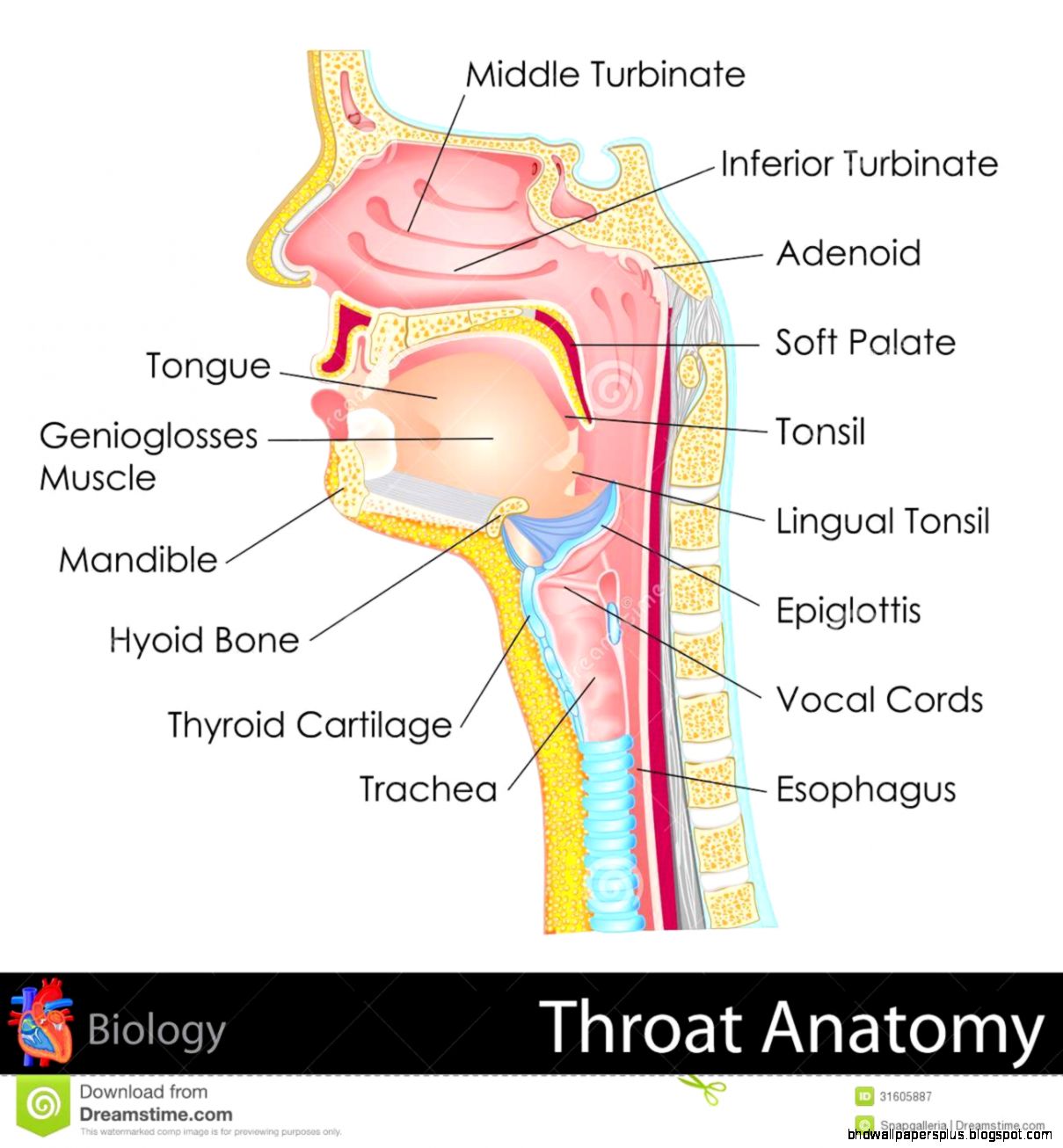 Throat Anatomy Royalty Free Stock Photography Image 31605887 Throat Anatomy Royalty Free Stock Photography Image 31605887
