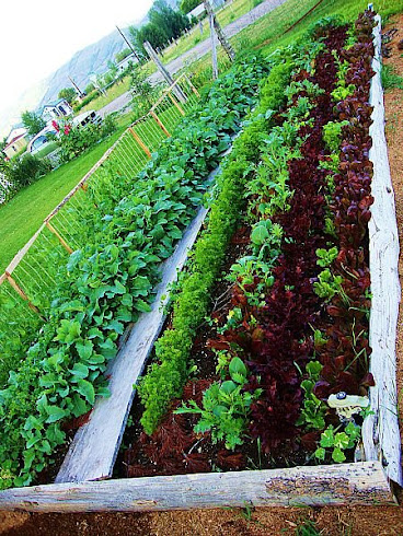 Rows upon rows of raised beds.  Beautiful crops!