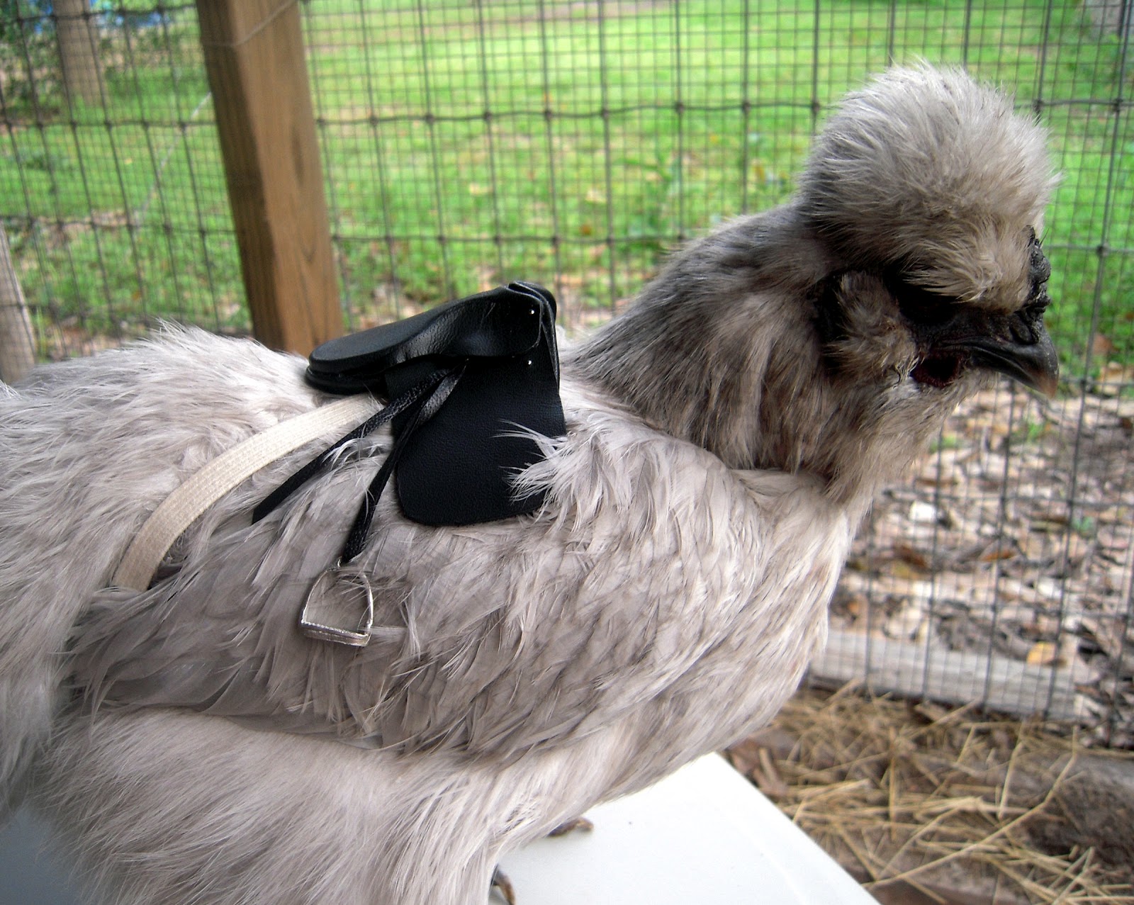 chickens and rabbits Medirabbitcom is funded solely by the generosity of donors every donation, no matter what the size, is appreciated and will aid in the continuing research of medical care and health of rabbits. chickens and rabbits Medirabbitcom is funded solely by the generosity of donors every donation, no matter what the size, is appreciated and will aid in the continuing research of medical care and health of rabbits.