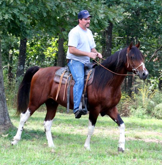 Diary of a Field Trialer Horses & Field Trials
