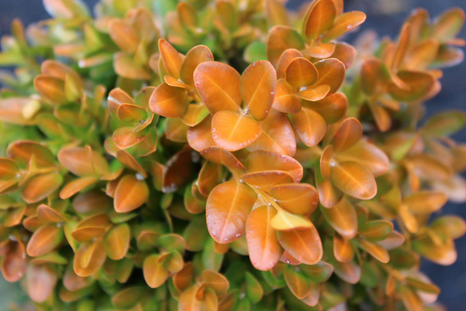 Why Did My Boxwood Bushes Turn Yellow