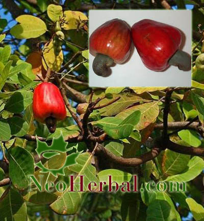 Neo herbal: Manfaat Jambu Monyet Untuk Kesehatan
