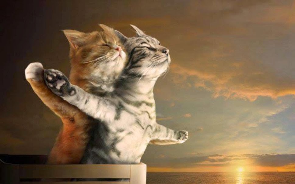 2-Kitty-Cats-in-Love-wallpaper.jpg