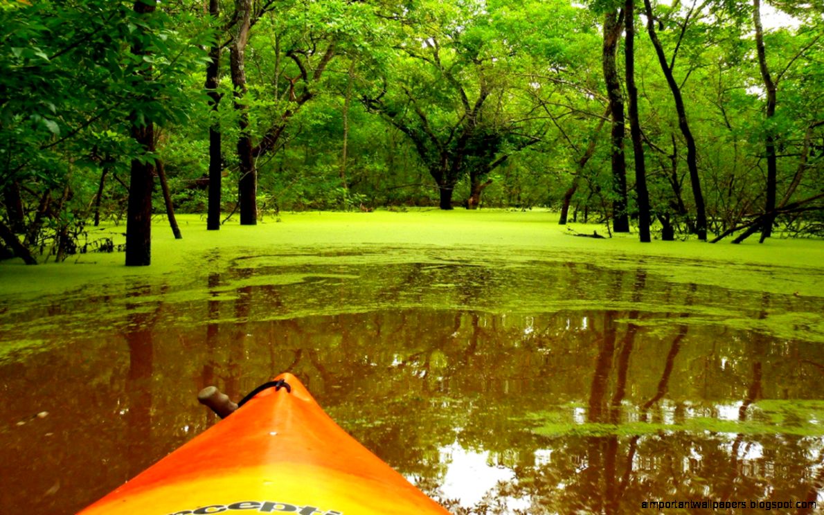 Green Nature Wallpaper Picture Green Nature Wallpaper Picture