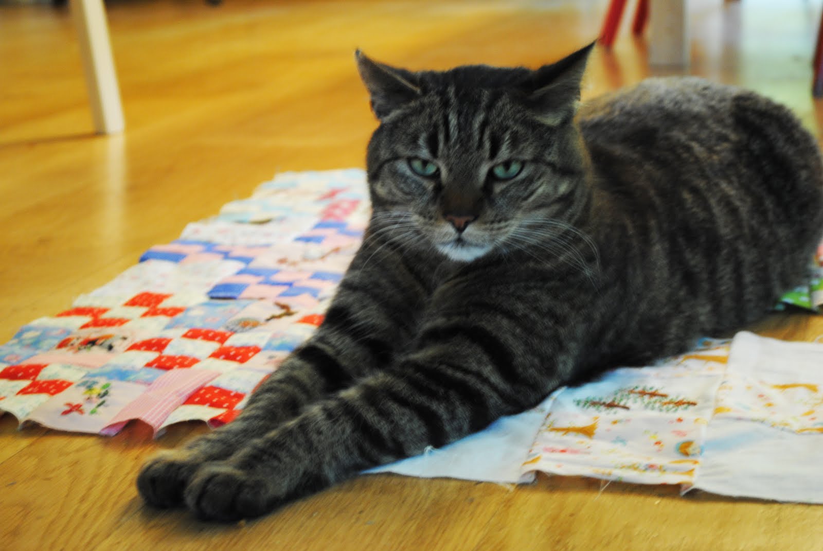 cats & quilts Cats on my quilt