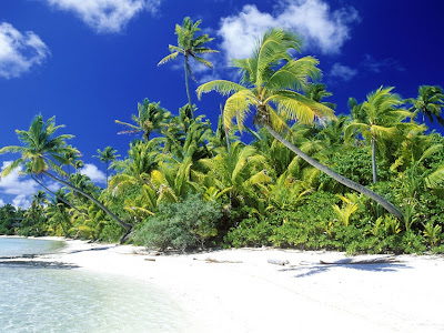 Beach HD Wallpaper Desktop Palm Solomon Islands