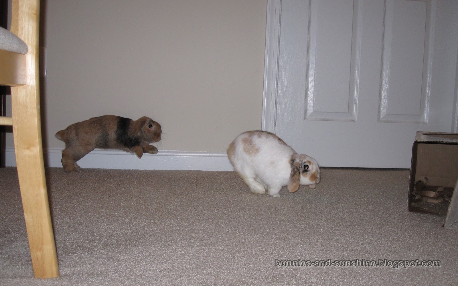 Bunnies and Sunshine Bunnies playing tag.