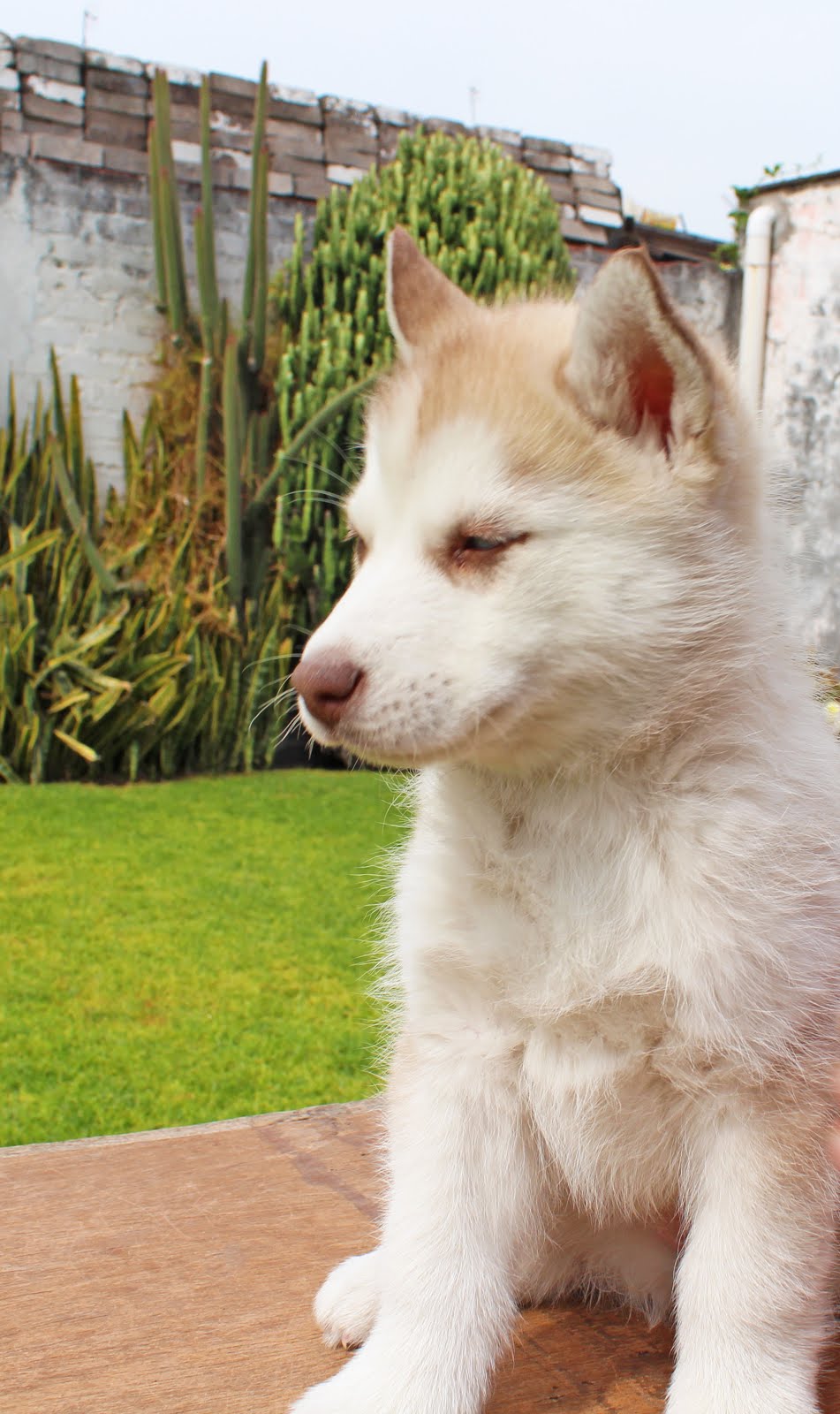 Huskies Ortiz: Husky Siberiano: Hembra Color Arena