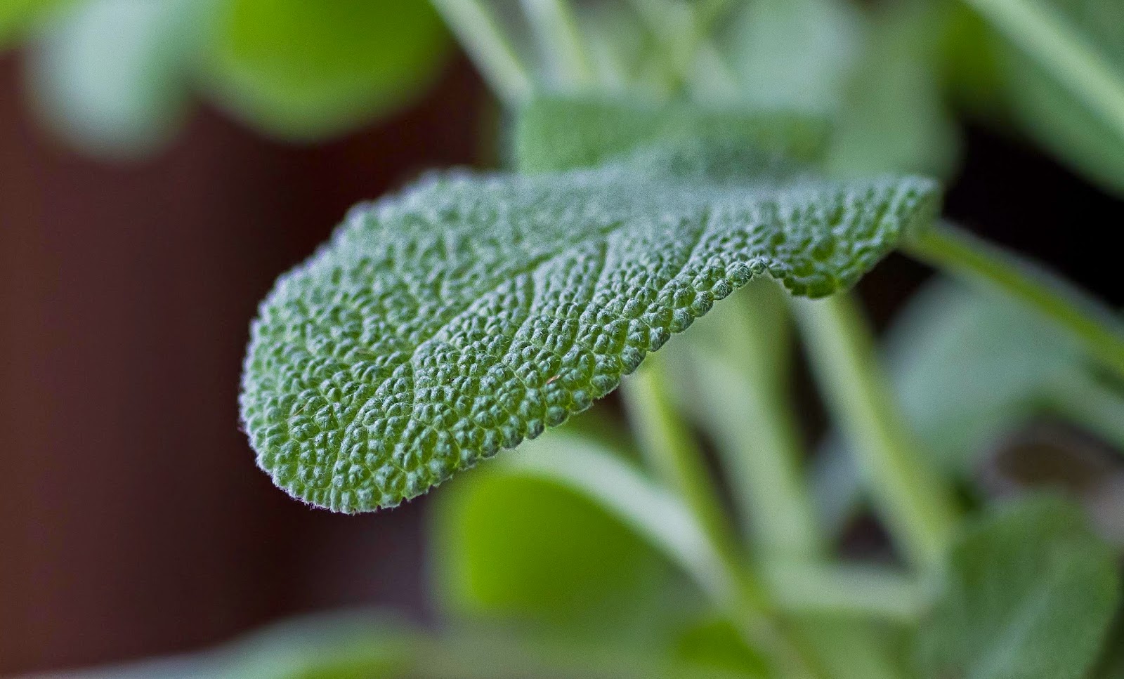 The Herb Gardener What are the Best Herbs for Chicken