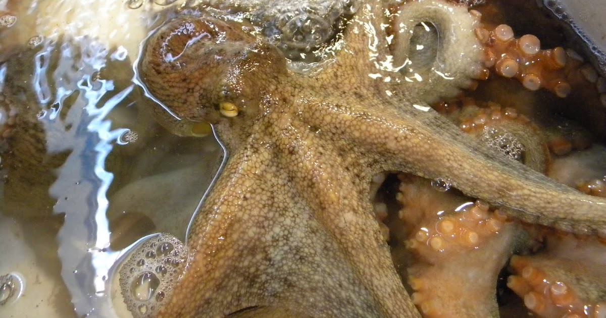 Odysseus Drifts RTW Travel Adventure Eating and Uneating Live Octopus