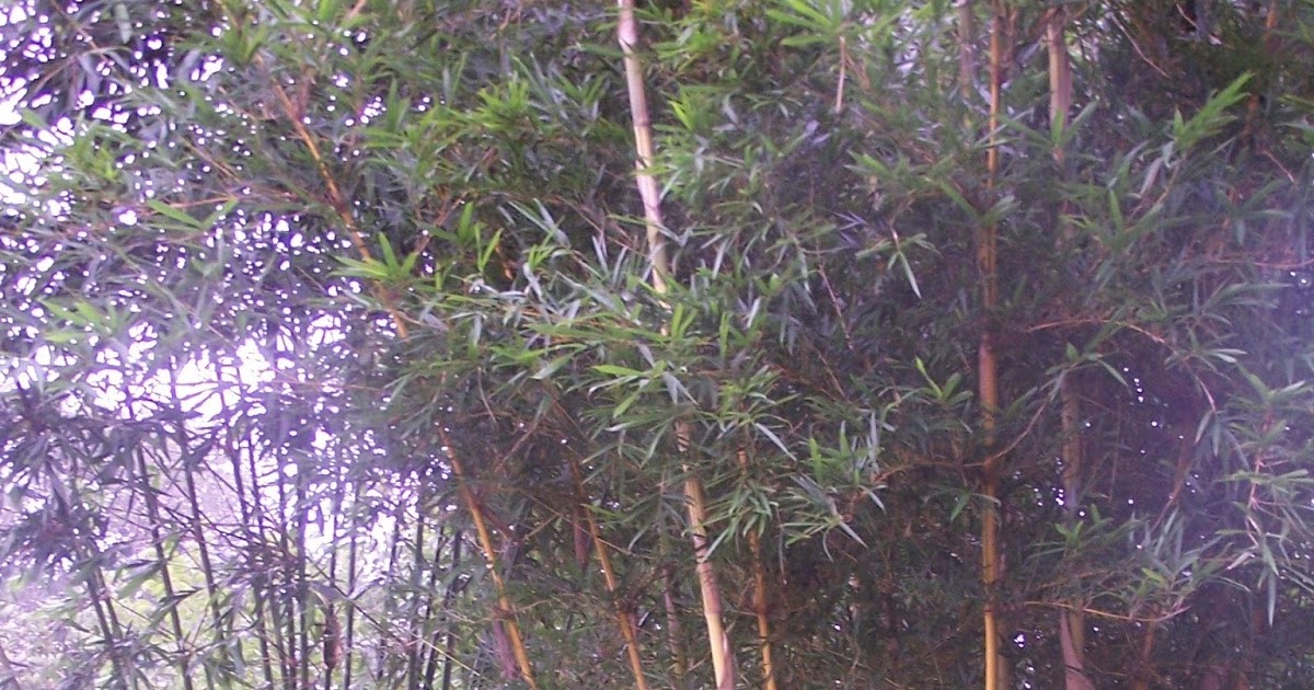 Beautiful Bamboo Clumpers or Runners? Which bamboo is best for you