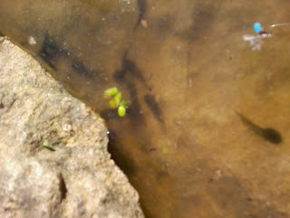 tadpoles