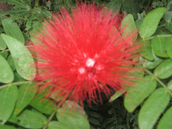 Red Sea Urchin