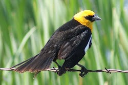 Yellow-headed Blackbird