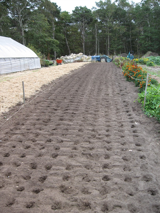 Planting Garlic