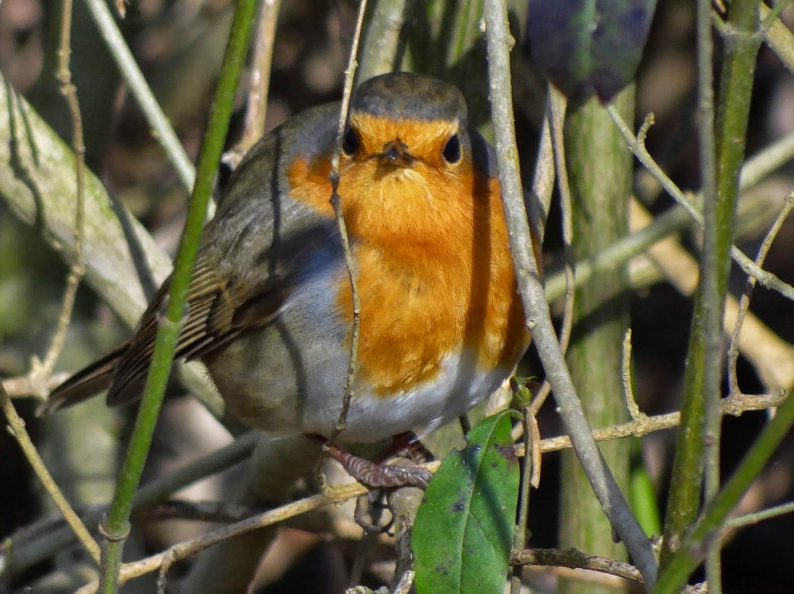 fotorantje: klikklik