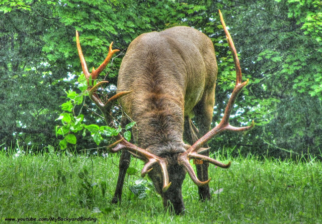 Bull Elk Great Smoky Mountains