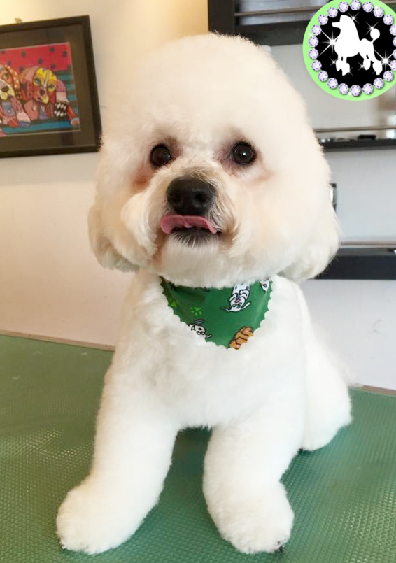 Dog Grooming Services In Tamworth Choosing A Hair Style For Your Dog
