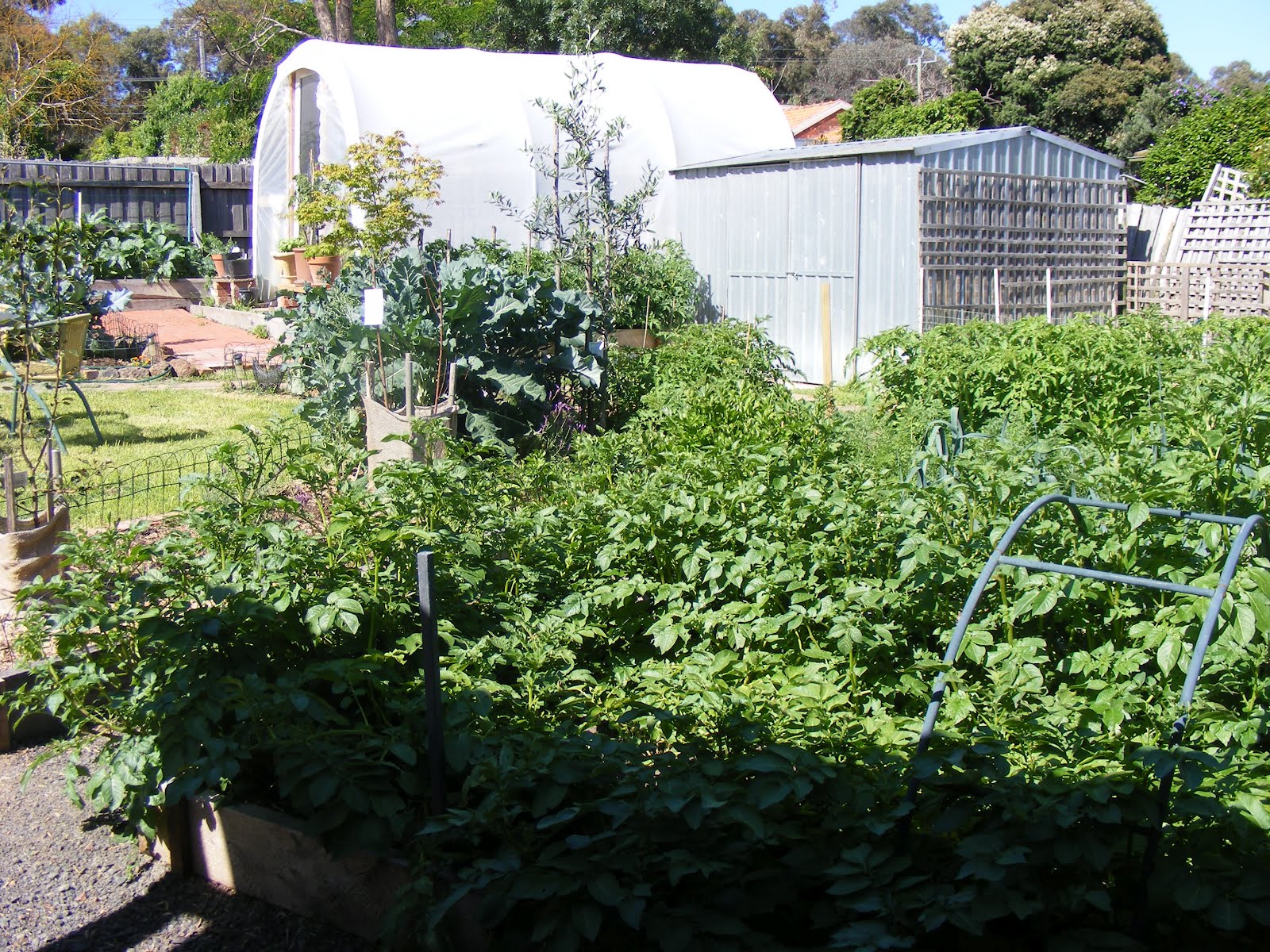Backyard Self Sufficiency 10 Retaining Seeds And Propagation