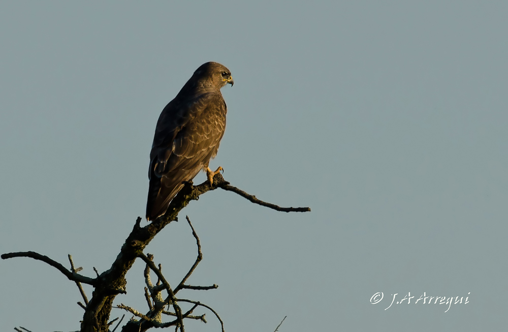 Ratonero común, Buteo buteo, Buzzart Ratonero común, Buteo buteo, Buzzart