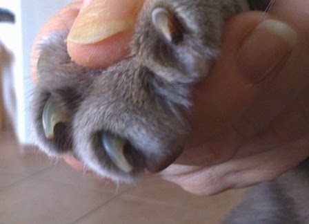 kedi+tirnagi.jpg