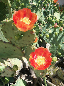 Cactus bloom after the rain