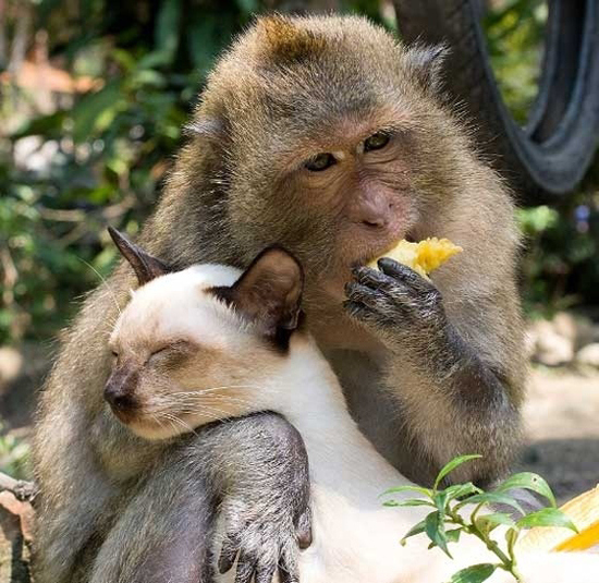 best monkey friends