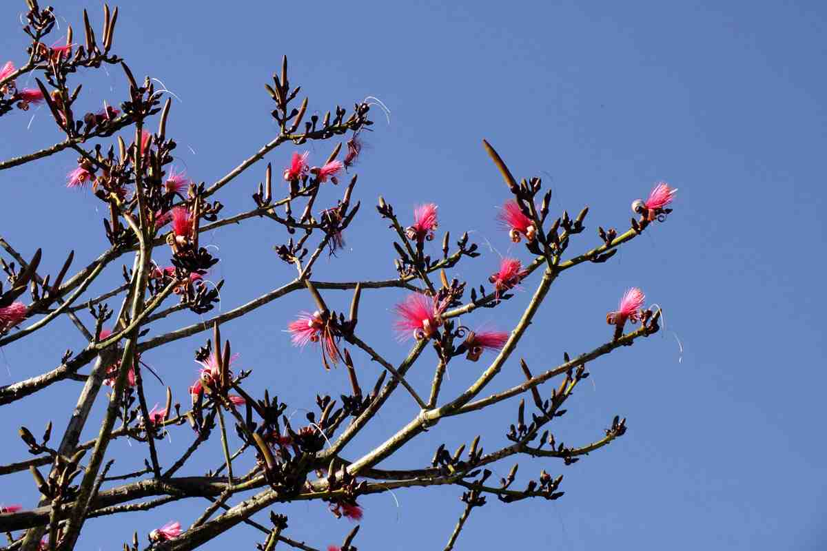 Trees Pseudobombax ellipticum Shaving Brush Tree