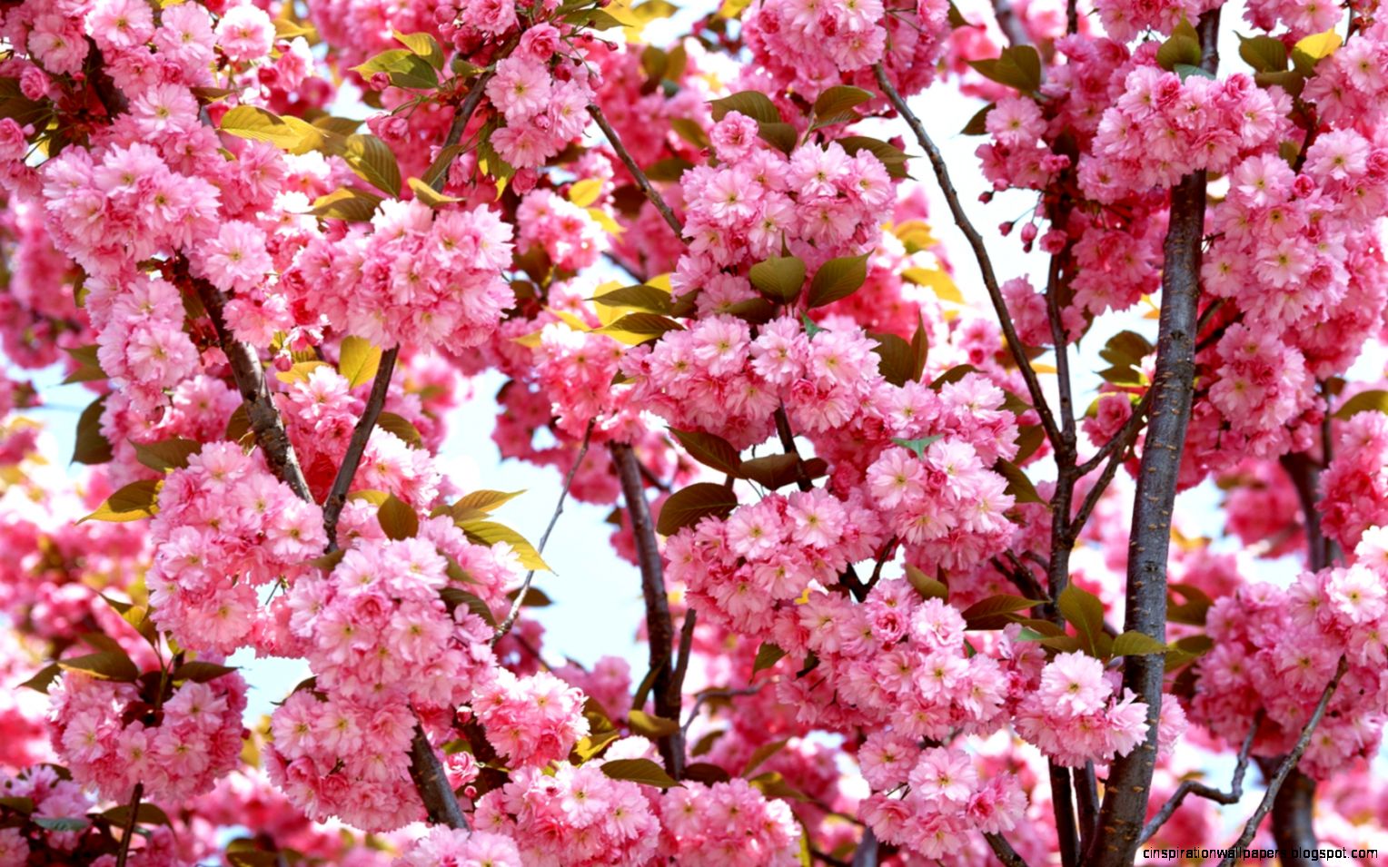 Pink Flowers Bloom 4206763 1680x1050 All For Desktop Pink Flowers Bloom 4206763 1680x1050 All For Desktop