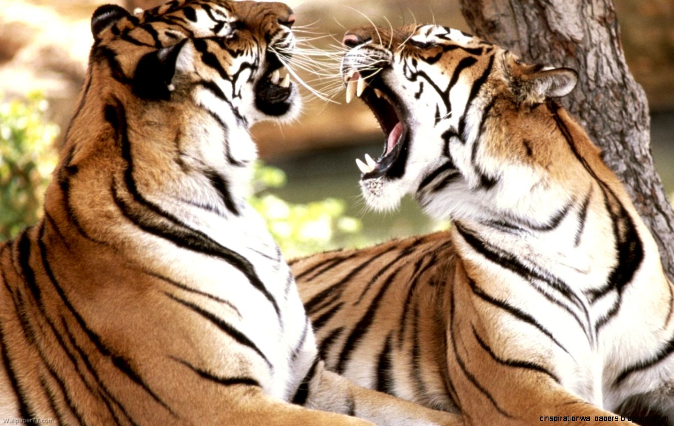 Wild Animal Tiger Wild Animal Tiger