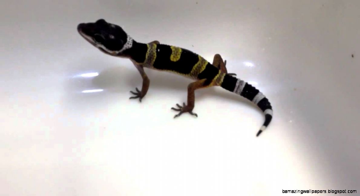 I have a Black Pearl Just Kidding  by Davidsfinegeckos   YouTube I have a Black Pearl Just Kidding  by Davidsfinegeckos   YouTube