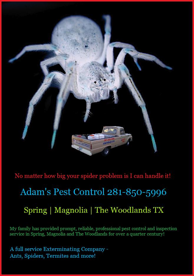 Brown Recluse Spider Bites Spring TX Pest Control Spring TX
