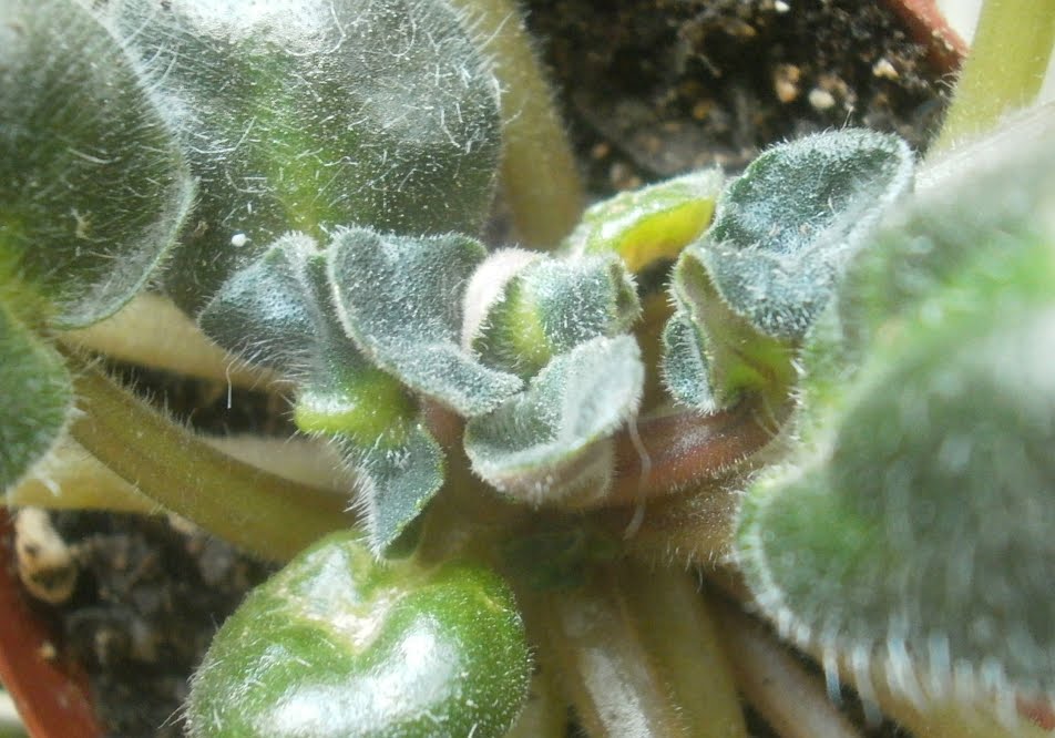 Cyclamen Mites