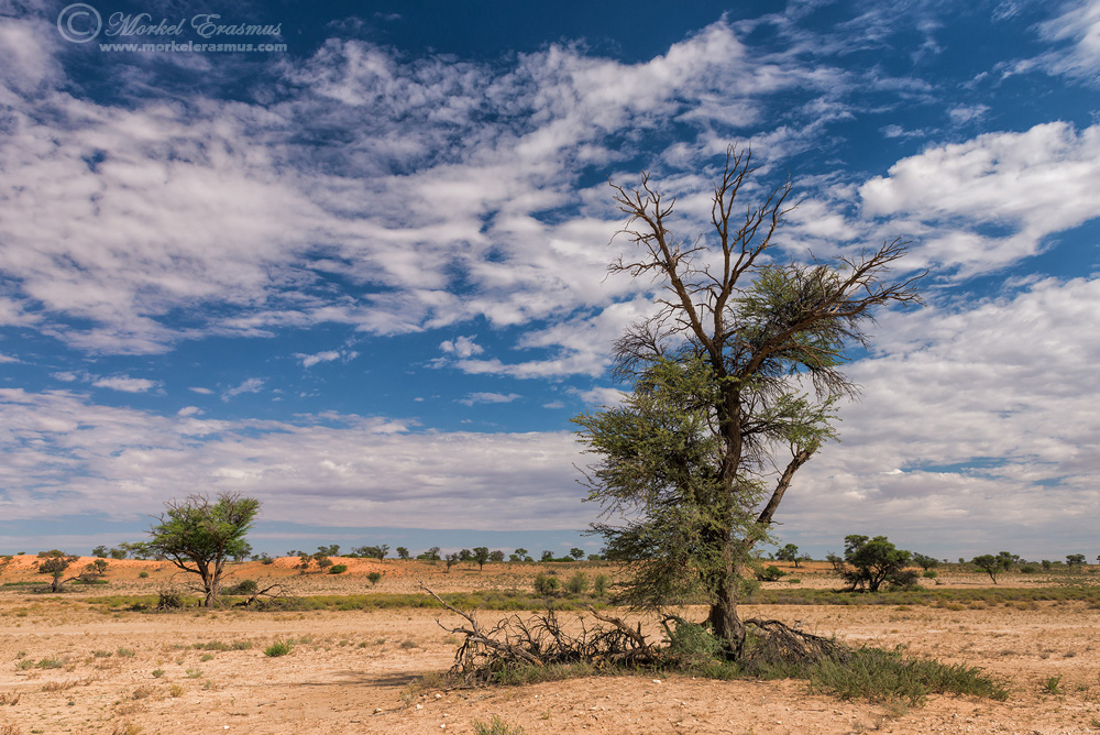 kalahari photography