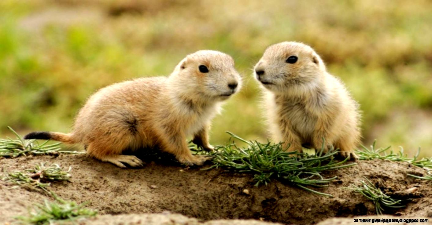 Cute Prairie Dogs  Wallpapers Gallery Cute Prairie Dogs  Wallpapers Gallery