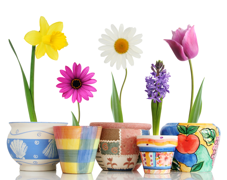 Spring Flowers Spring Flowers