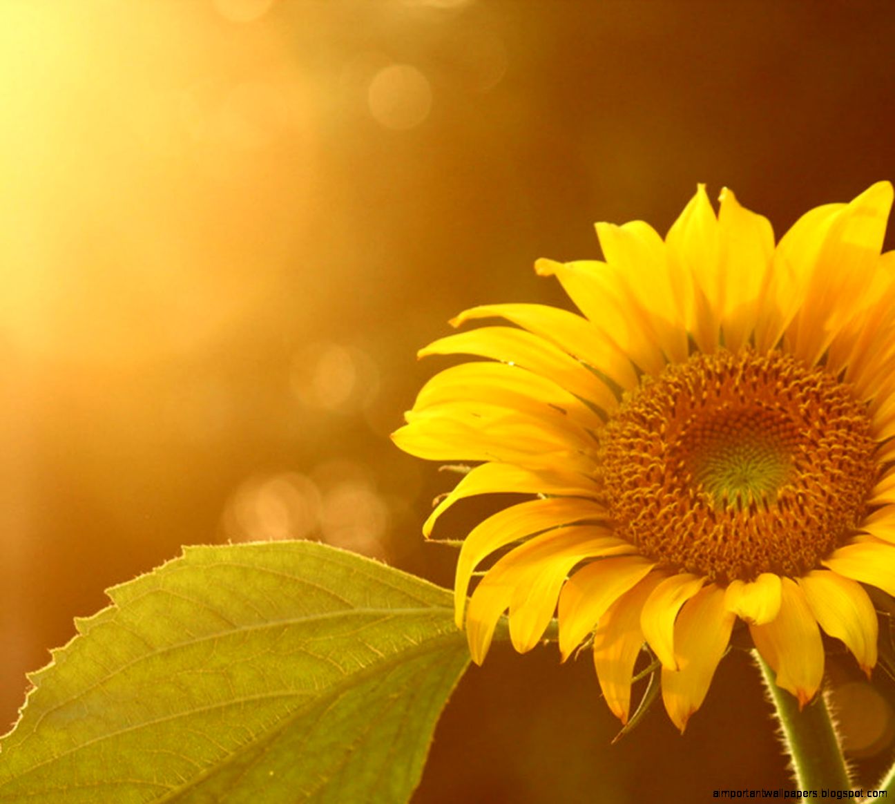 Sunflower Wallpapers HD Pictures One HD Wallpaper Pictures Sunflower Wallpapers HD Pictures One HD Wallpaper Pictures