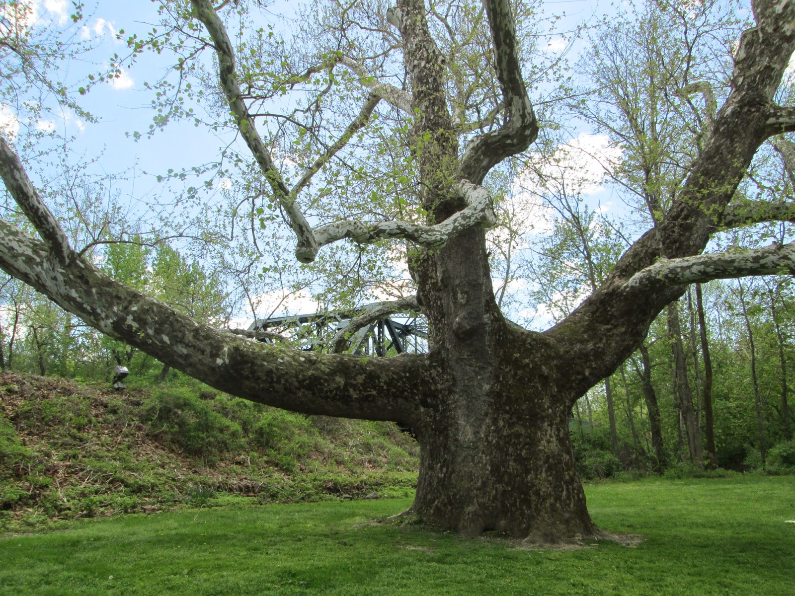 History & Pearls Farmington, CT