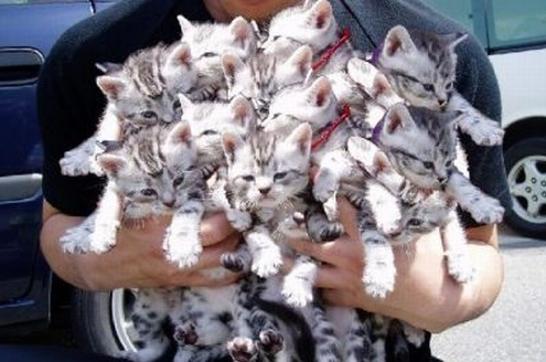 tons-cats.png